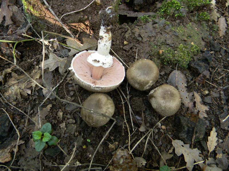 Agaricus fotog.il 15.10.2010.sotto Quercia